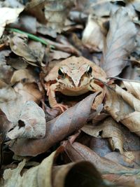 Close-up of snake