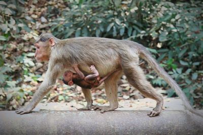 Monkey with infant on pipe against plants