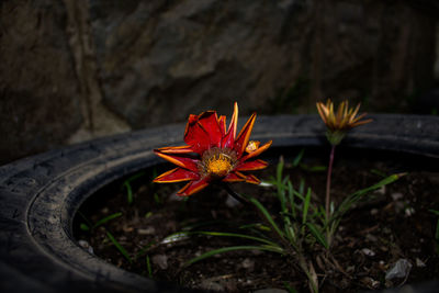 High angle view of red flowering plant