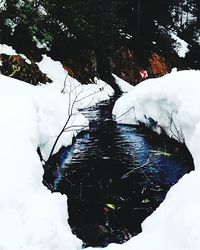 Reflection of trees in water