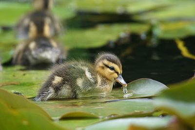 Close-up of young birds in lake