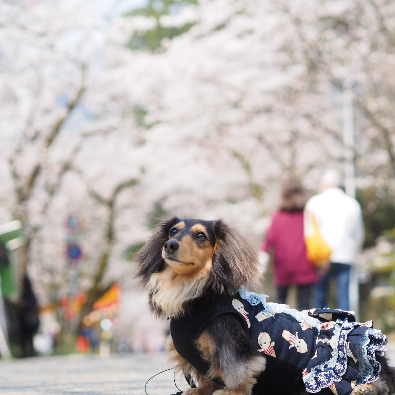 animal themes, one animal, focus on foreground, mammal, domestic animals, animals in the wild, pets, wildlife, tree, dog, close-up, day, sitting, selective focus, holding, outdoors, rear view, front view, incidental people