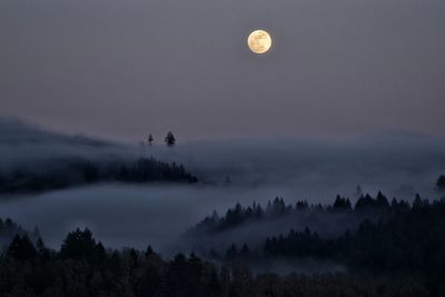 Silhouette trees and foggy weather against sky at dusk