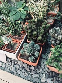 High angle view of potted plants in yard