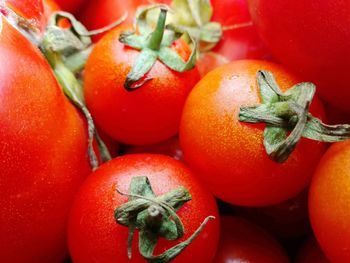 High angle view of tomatoes