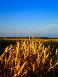 Scenic view of field against clear blue sky