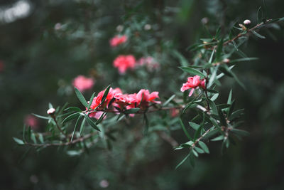 Close-up of red flowering plant