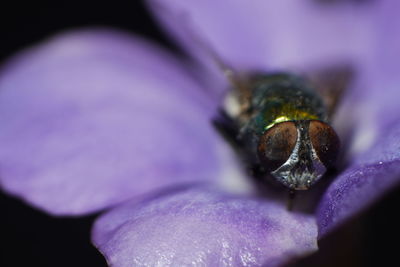 Close-up of honey bee on purple flower