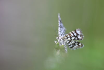 Close-up of butterfly on leaf