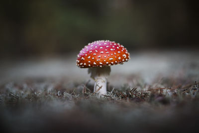 Close-up of fly agaric mushroom on field