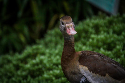 Close-up of bird against blurred background