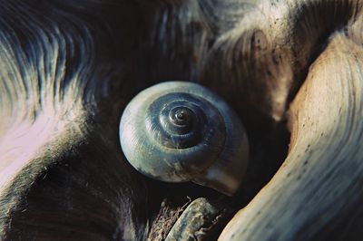 Close-up of snail