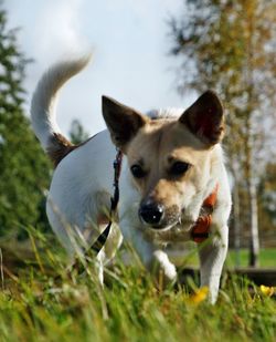 Close-up of dog on field against sky