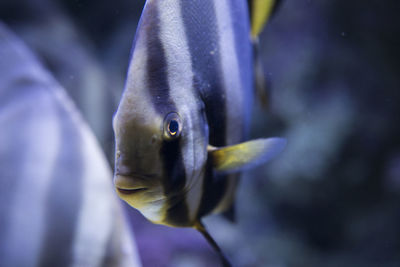 Close-up of fish swimming in sea