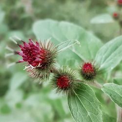 Close-up of red flowering plant