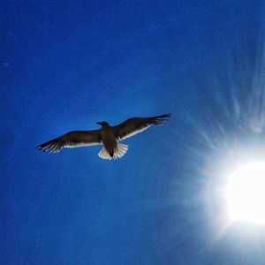 Low angle view of seagull flying in blue sky