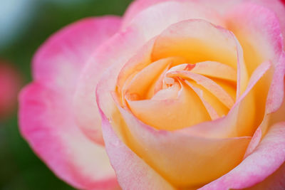 Close-up of fresh pink rose blooming outdoors
