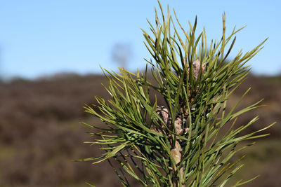 Close-up of pine tree