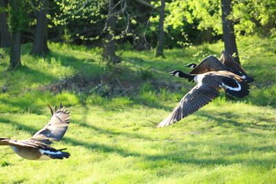 Birds flying in a park