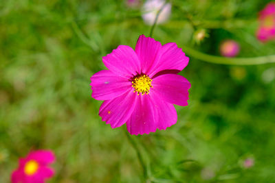 Close-up of pink cosmos flower blooming outdoors