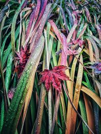 Close-up of wet purple flowering plants