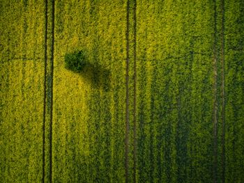 Scenic view of agricultural field