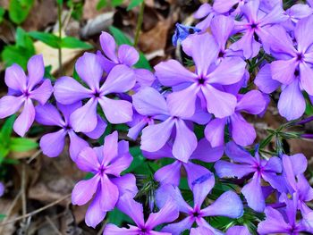 Close-up of purple flowers blooming outdoors