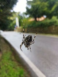 Close-up of spider and web against blurred background