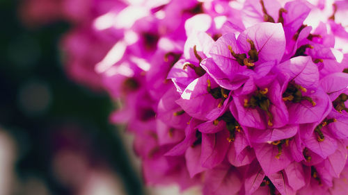 Close-up of pink flowers