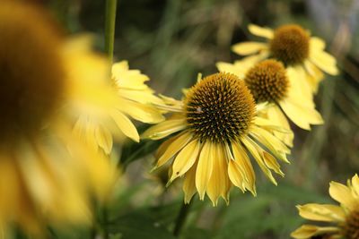 Close-up of yellow flowering plant