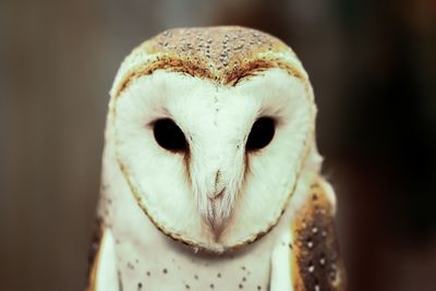 Close-up portrait of a owl