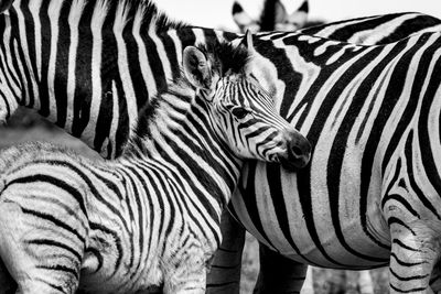 Close-up of a zebra