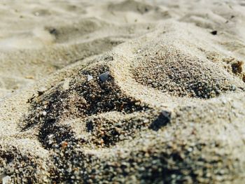 High angle view of crab on sand