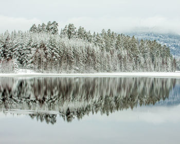 Plants by lake against sky during winter