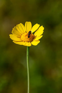 Close-up of insect on yellow flower