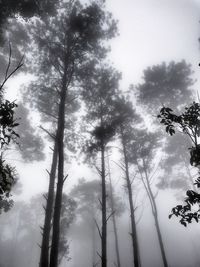 Low angle view of trees against sky