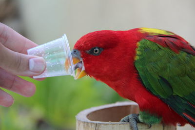 Close-up of a hand holding a bird