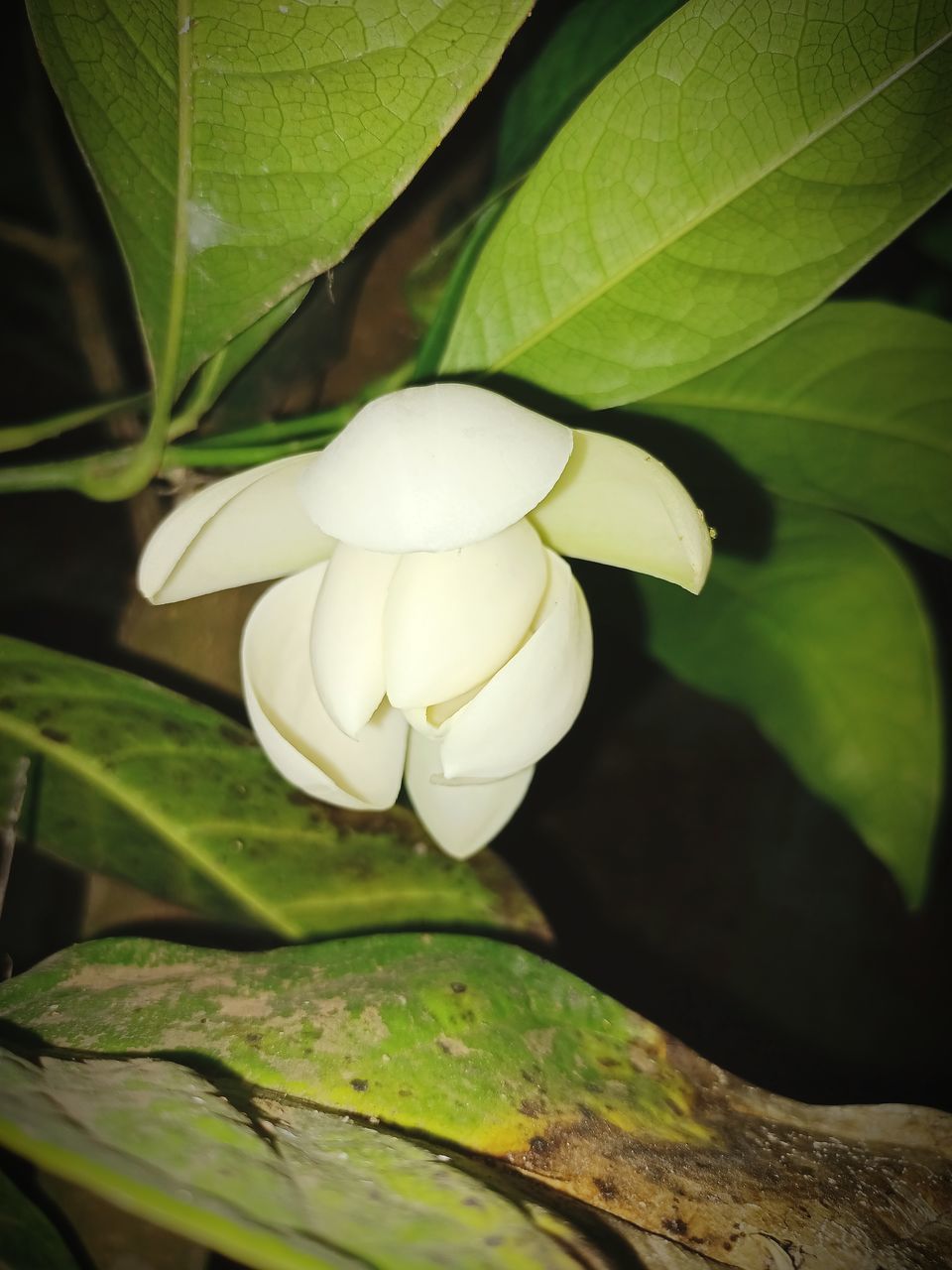 green, plant, leaf, plant part, flower, yellow, freshness, flowering plant, beauty in nature, nature, close-up, growth, no people, macro photography, white, petal, fragility, outdoors, tree, inflorescence, flower head, springtime, plant stem, blossom, food