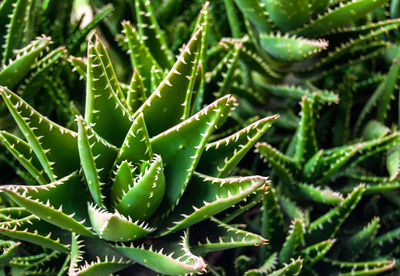 High angle view of cactus plant