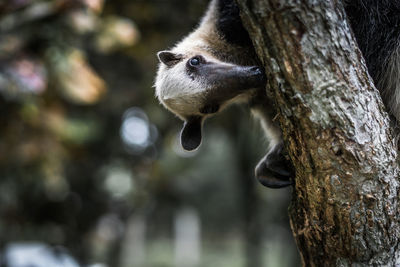 Close-up of squirrel on tree trunk
