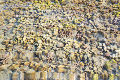 Reef scenery in the sea. top view of reef scenery. coral reefs in tropical oceans regions