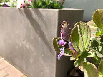 Close-up of pink flower pot