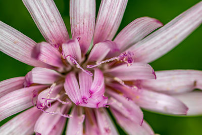 Close-up of white flower