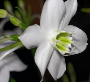 Close-up of white flowering plant