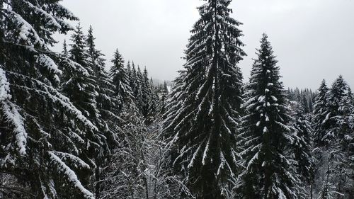 Low angle view of pine trees in forest during winter