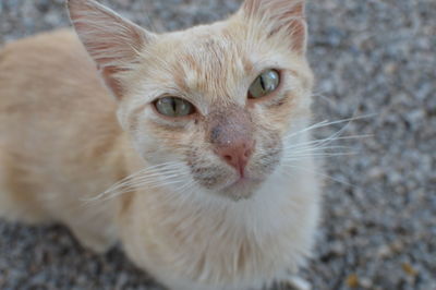 Close-up portrait of cat