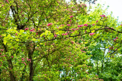 View of flowering tree and leaves in forest