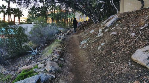 Man walking on rock by trees against sky