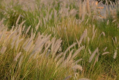 Close-up of stalks in field