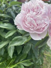 Close-up of pink rose bouquet